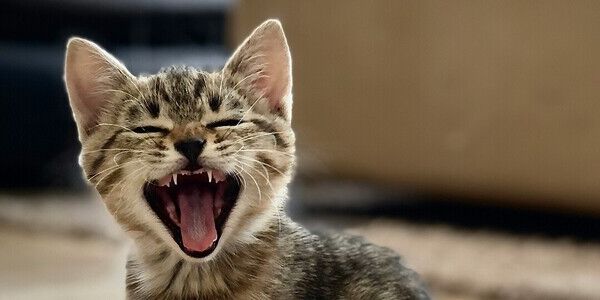 National Cat Day