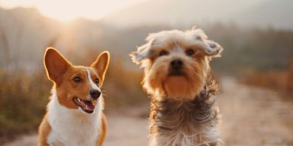 Forced to Make an Impossible Choice