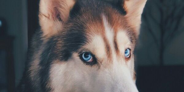 No Compromise When It Comes to the Dogs