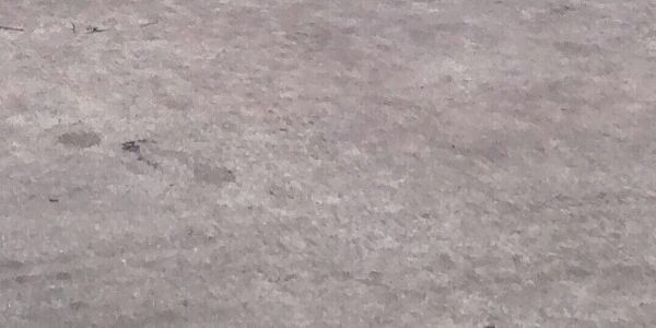 Forced to Choose Between Love and a Pet's Loyalty