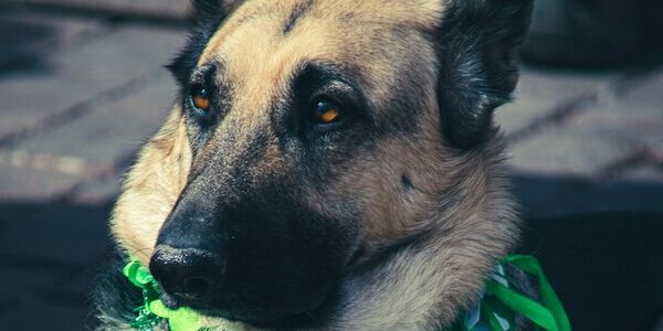 Sending St. Patrick's Day Blessings