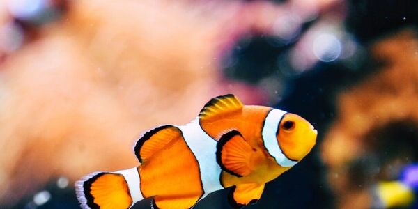 Fish-Sitting Favor Ends in Guilt