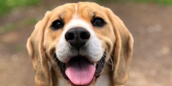 Neighbor's Barking Dog Keeps Baby Awake