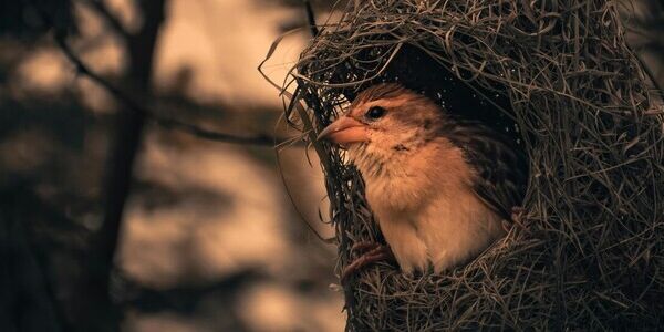 Leaving the Nest